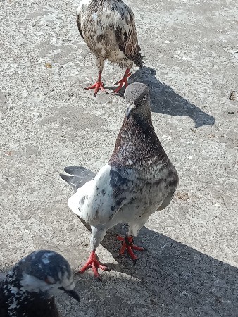 थंबनेल 2