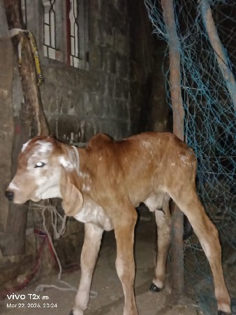 थंबनेल 2