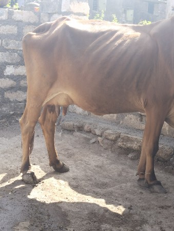 ગાય વેચવાની