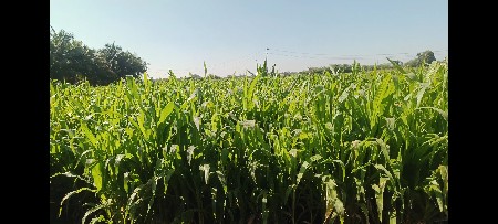 મકાઈનો લીલો સારો