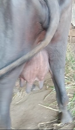 थंबनेल 3