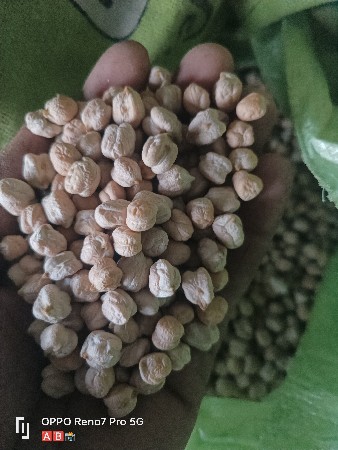 કાબુલી ચના અને બી 2 સફેદ ચણા