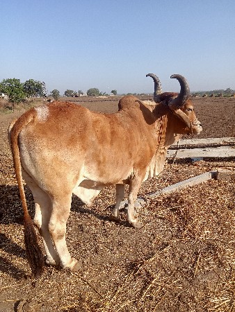 બડદ વેચવા નો છે