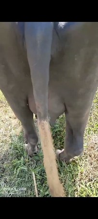 2=બિજુ વેતર