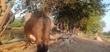 8 મહિના સે