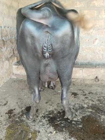 थंबनेल 3