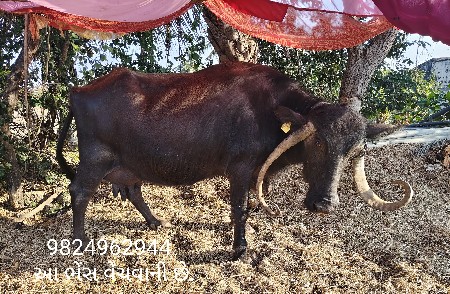 ભેંસ વેચવાની છે.