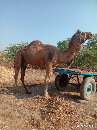 સાંઢીયો વેચવાનો છે