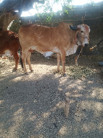 હોડકીવેશવાનીછે