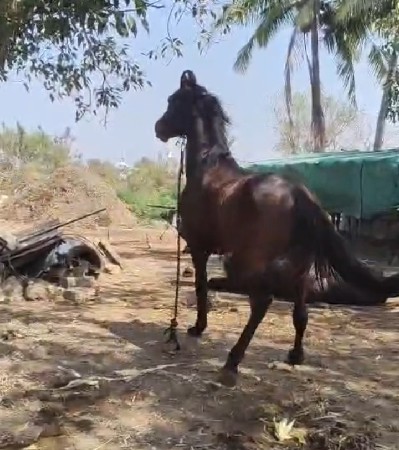 ઘોડો વેચવાનો સે સાટા પણ હાલે