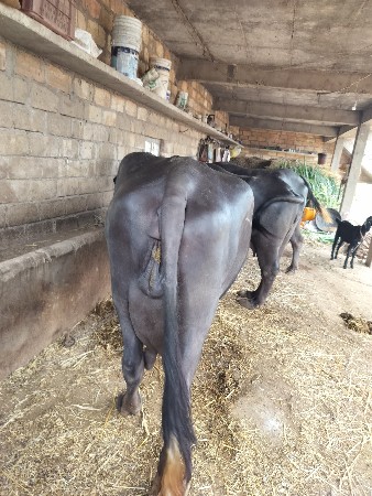 થંબનેલ 2