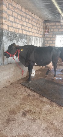 આ ગીર ક્રોસ ગાય વેચવાની છે