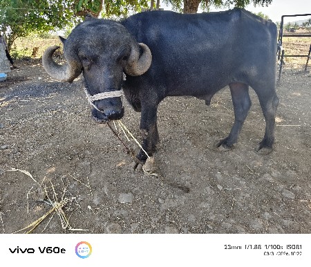 પાડો વેચવાનો છે