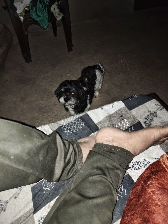 વેસવાનોછે