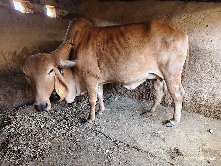 थंबनेल 2