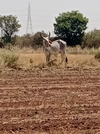 ગોઢલા વેચવાના છે