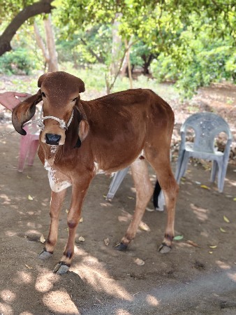 ગીર વાછડી વેચવાની છે