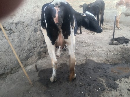 વેસવાના