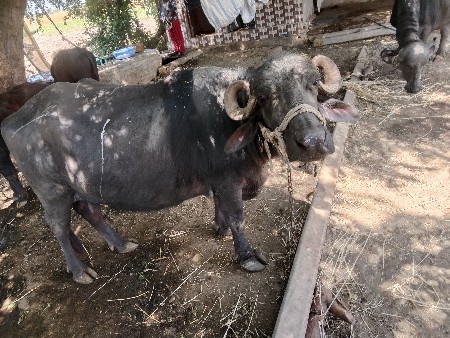 122.    3 જુ વેતર