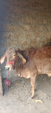 थंबनेल 3