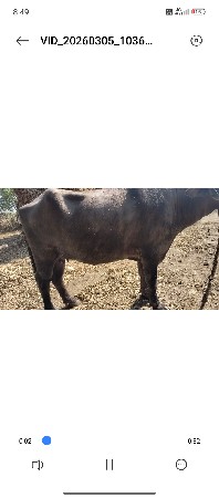 ભેંસ વેચવાની છે