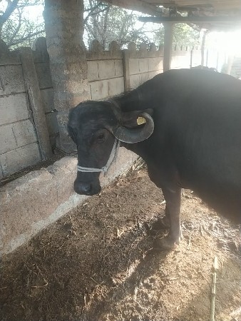 થંબનેલ 2