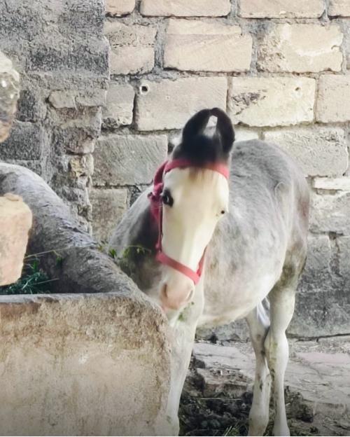 થંબનેલ 3