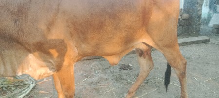 થંબનેલ 3