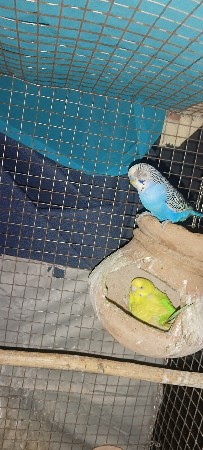 પોપટ વેચવાના છે