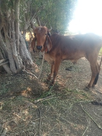 થંબનેલ 2