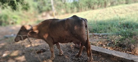 થંબનેલ 3