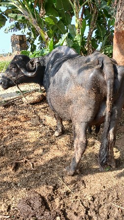 ભેંસ વેચવાની છે