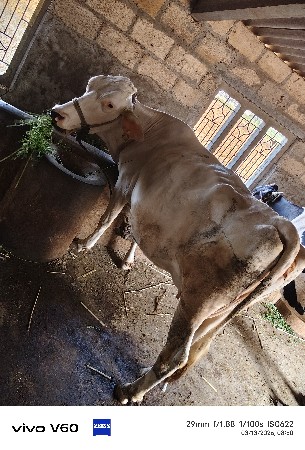 વેચવાની છે