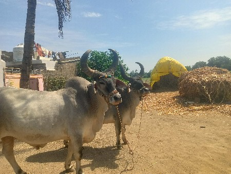 વેશવાના સે