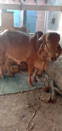 ગીર ગાય ઓળખો વેચવાનો છે