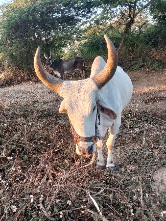 થંબનેલ 3