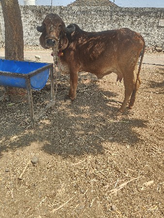 gir tyarima gay veshvani se