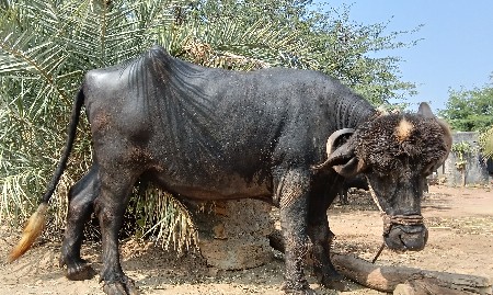 થંબનેલ 2