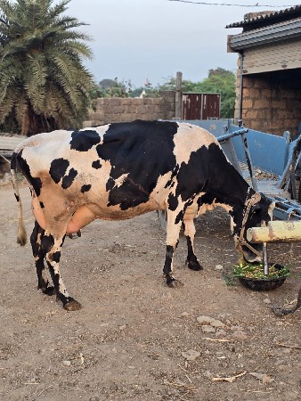 થંબનેલ 2