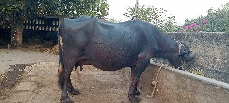 ભેશ વેચવાની છે