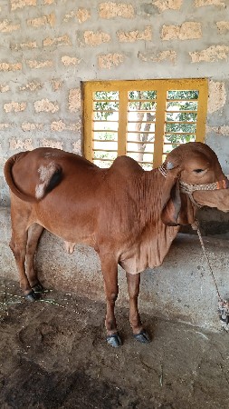 थंबनेल 3