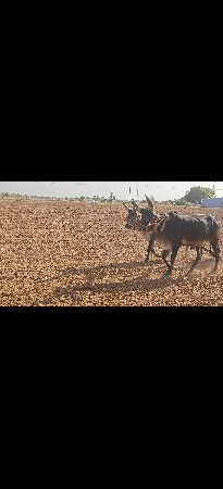 કચ્છી વાગડીયા જાંબુડા