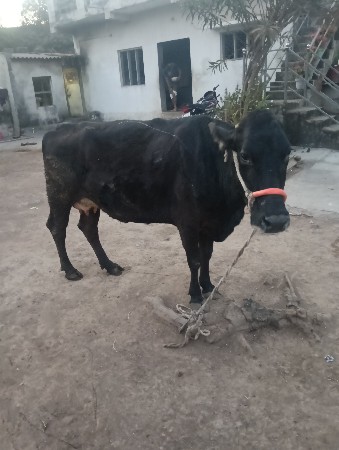 ગાય વેચવાની છે