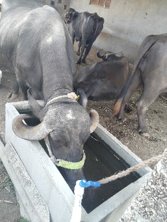 થંબનેલ 3