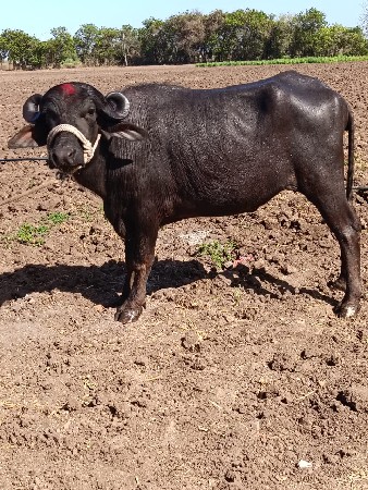 ખડેલી વેચવા ની છે