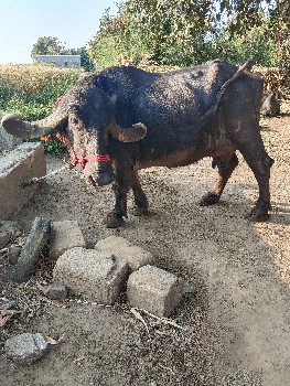 थंबनेल 3