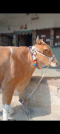 થંબનેલ 3