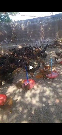 sonali murgha vechva  na che