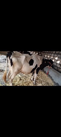 વેસવાની