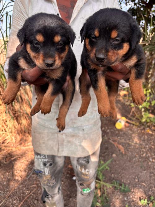 Rottweiler puppies